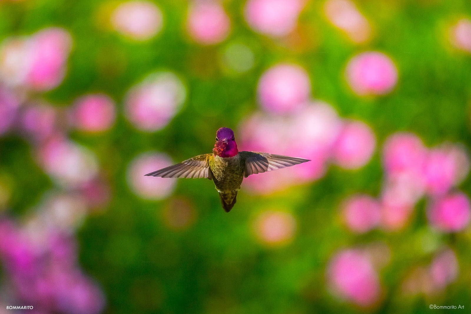 Hummingbird Gardens