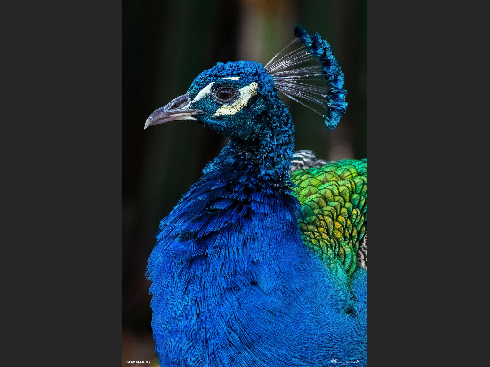 Iridescent Peacock