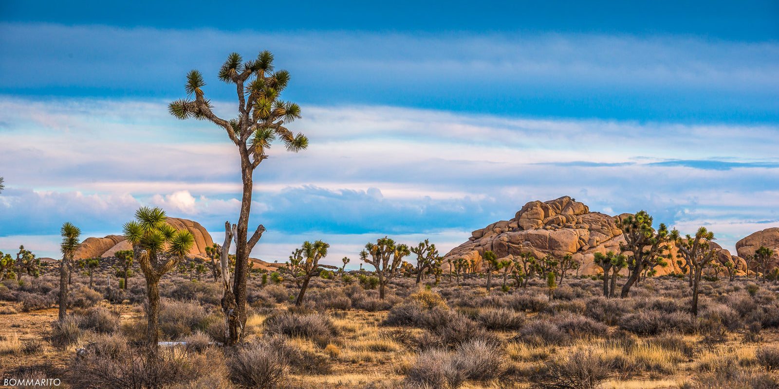 Joshua Tree - Jumbo Rocks