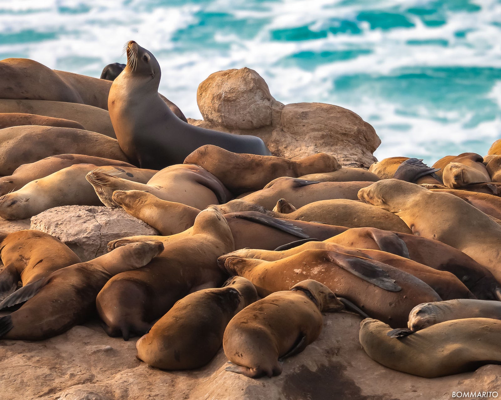 La Jolla Sealions