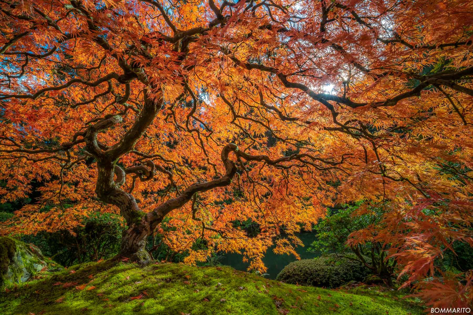 Lace Leaf Maple
