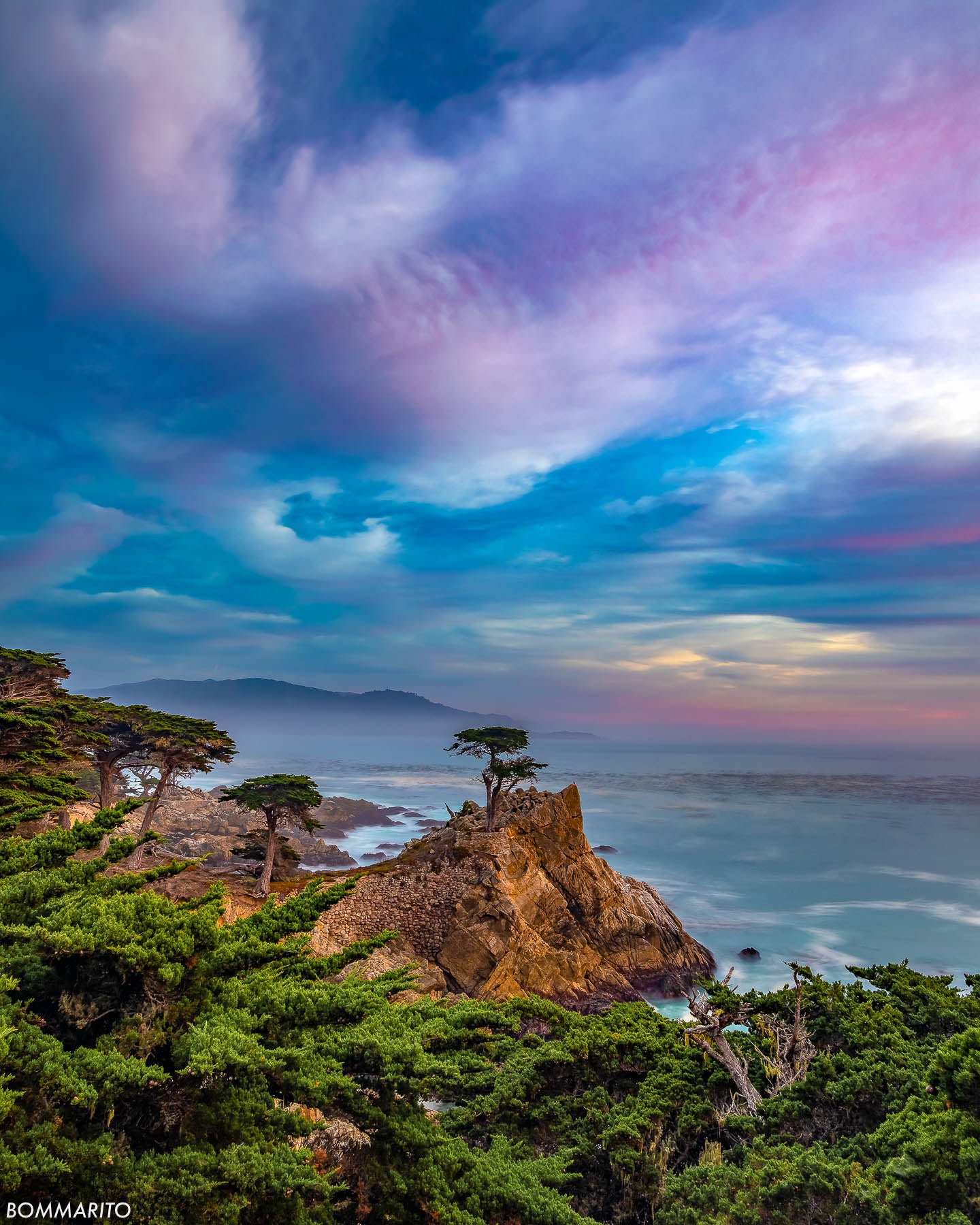 Lone Cypress Tree