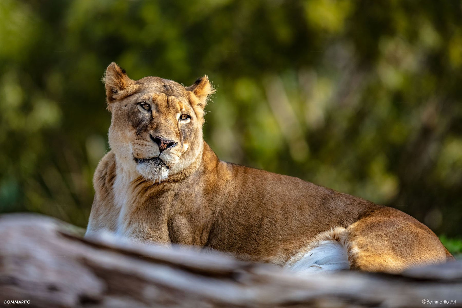 Majestic Beauty