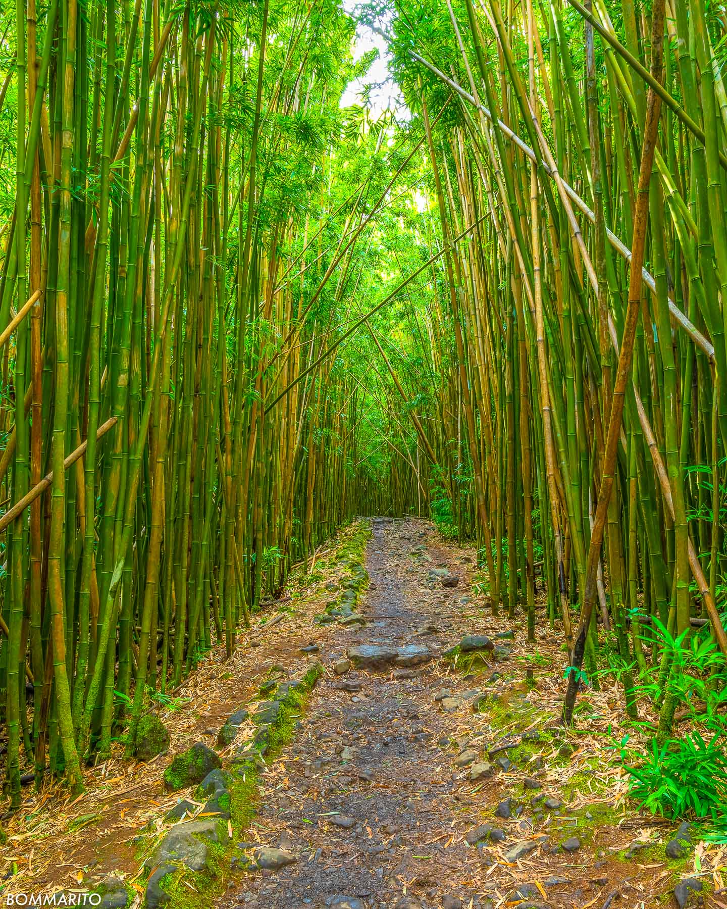 Maui Bamboo