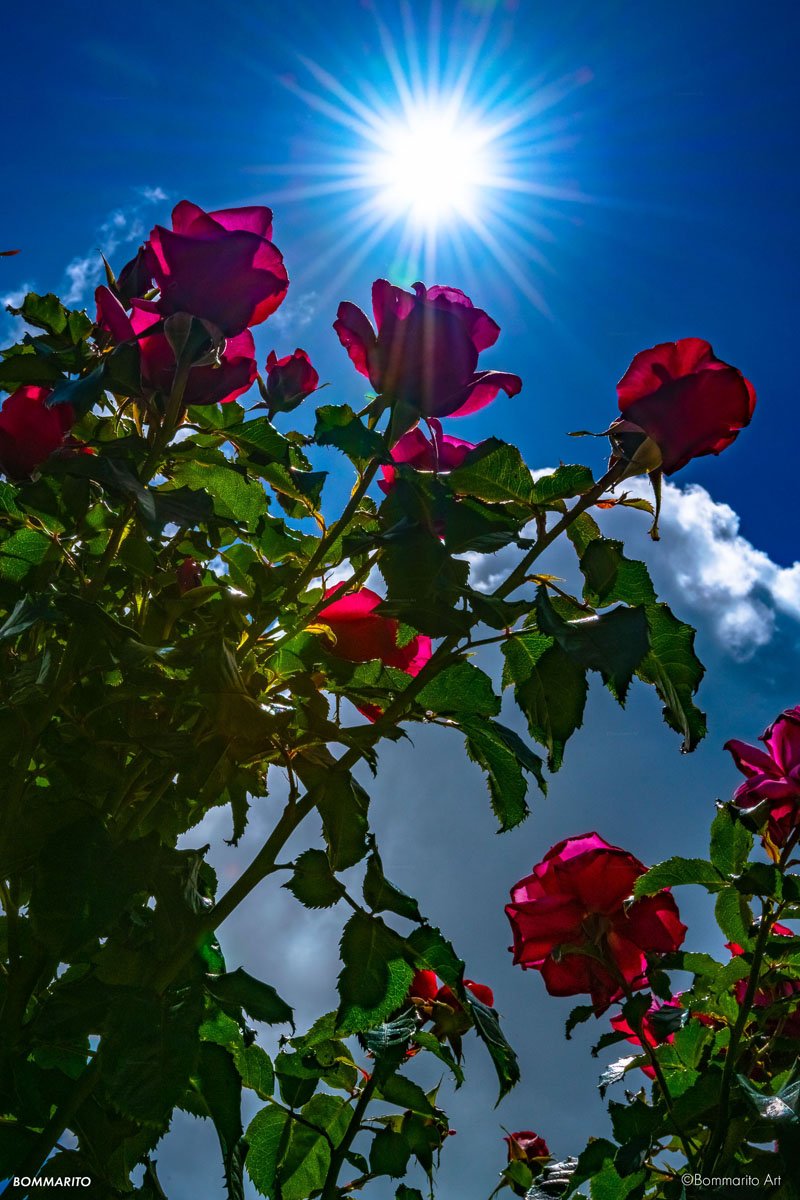 May Roses