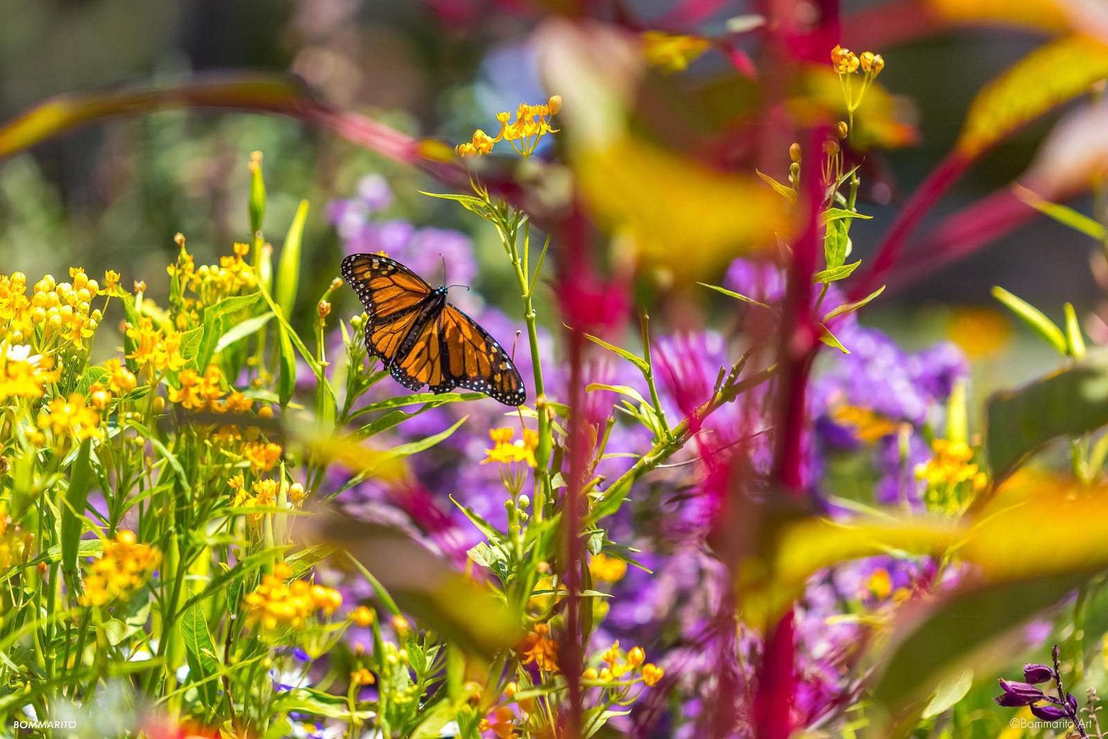 Monarch Spring