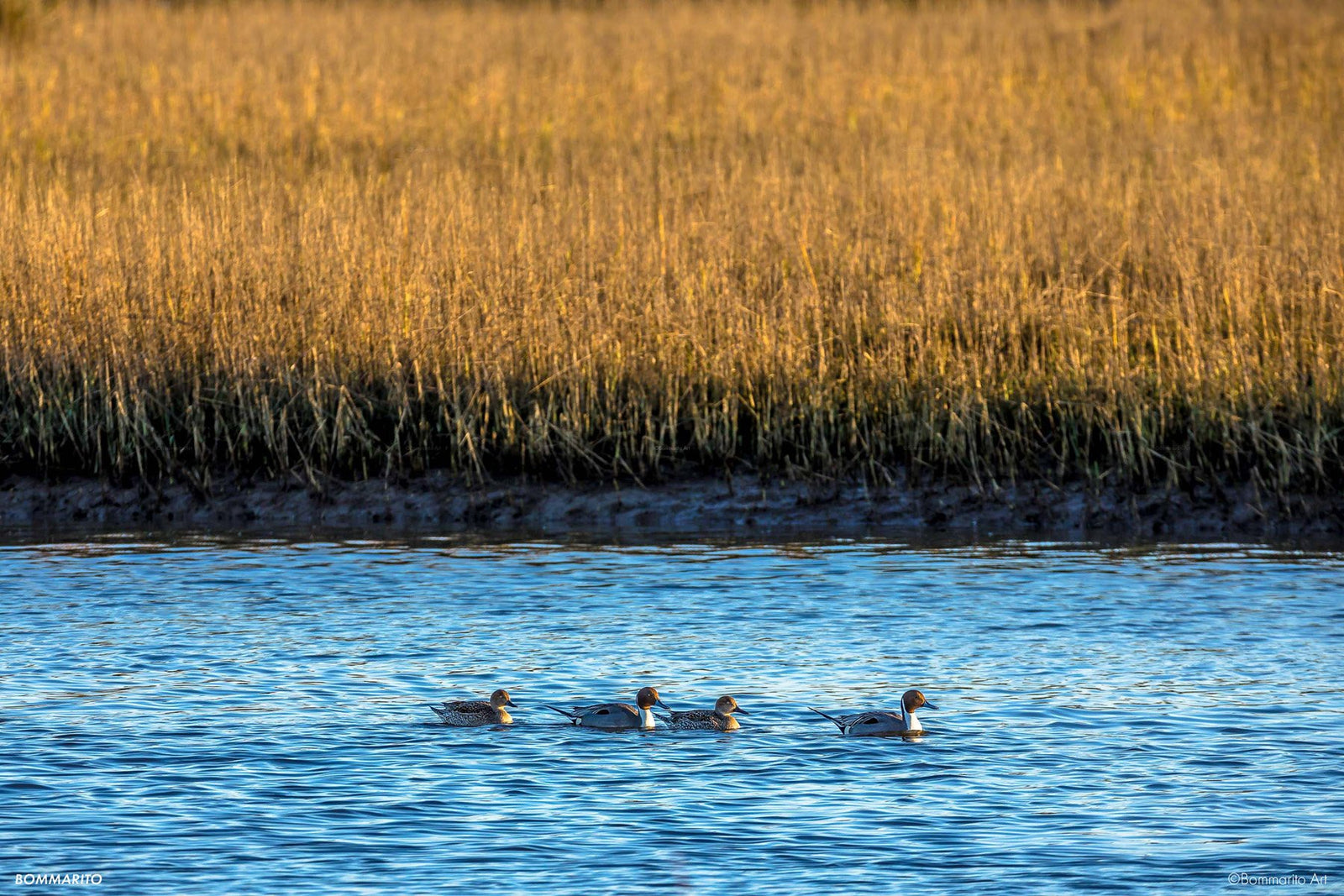 Northern Pintails