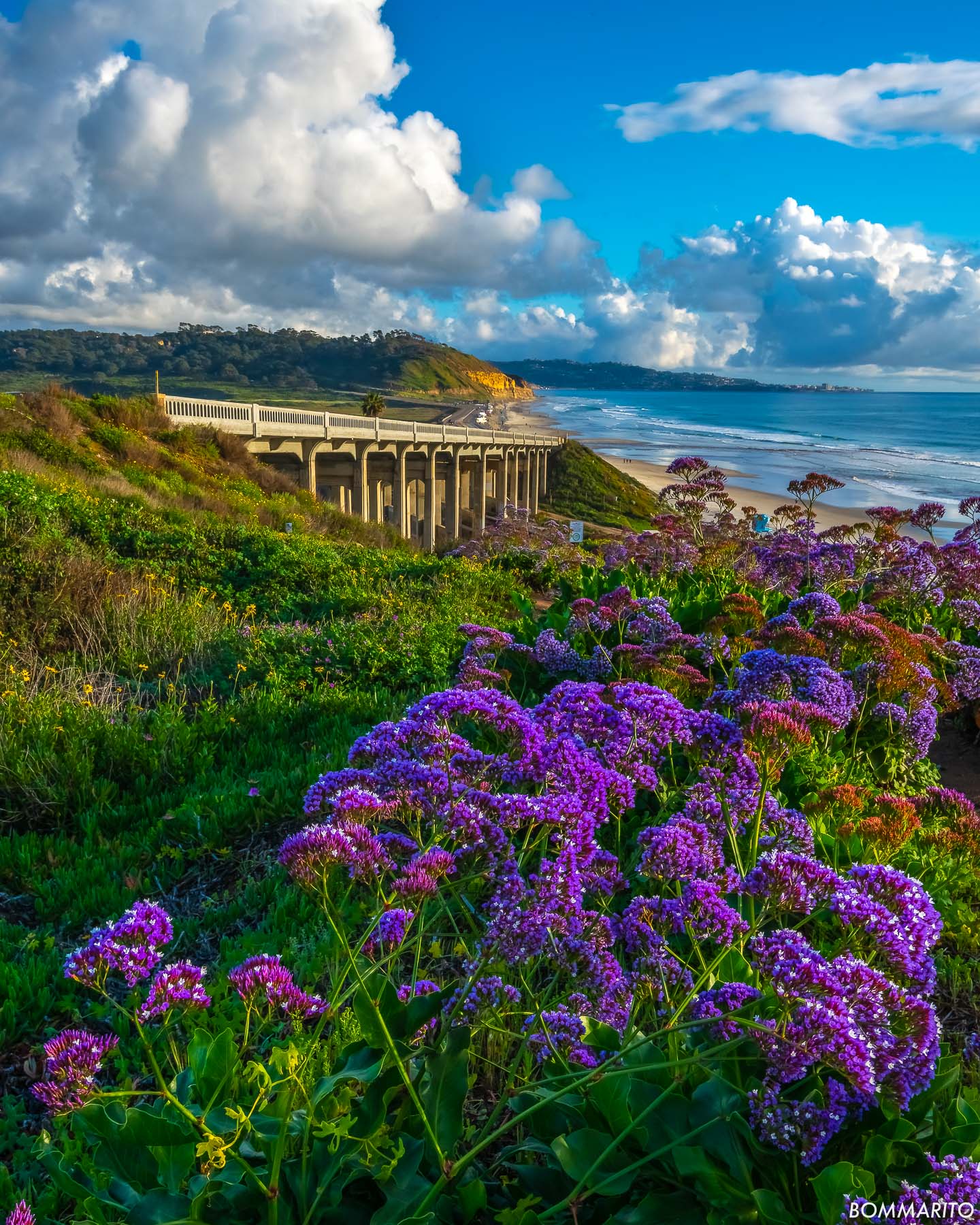 Ocean Lavender