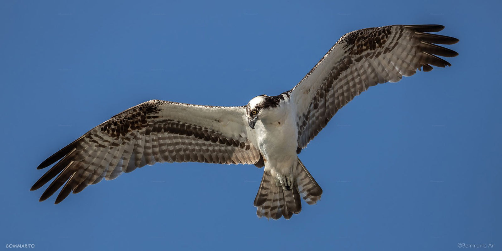 Osprey