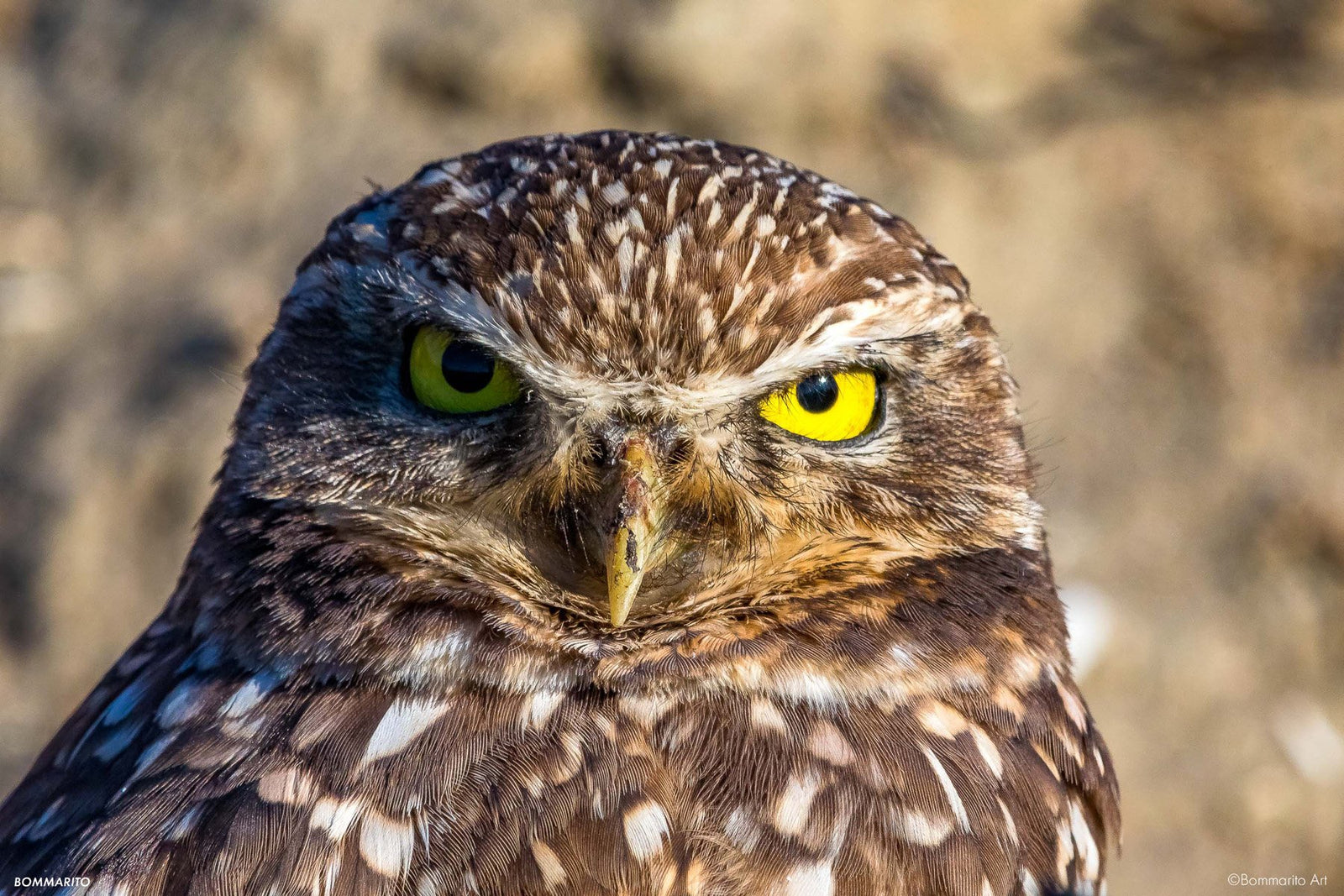 Owl Eyes