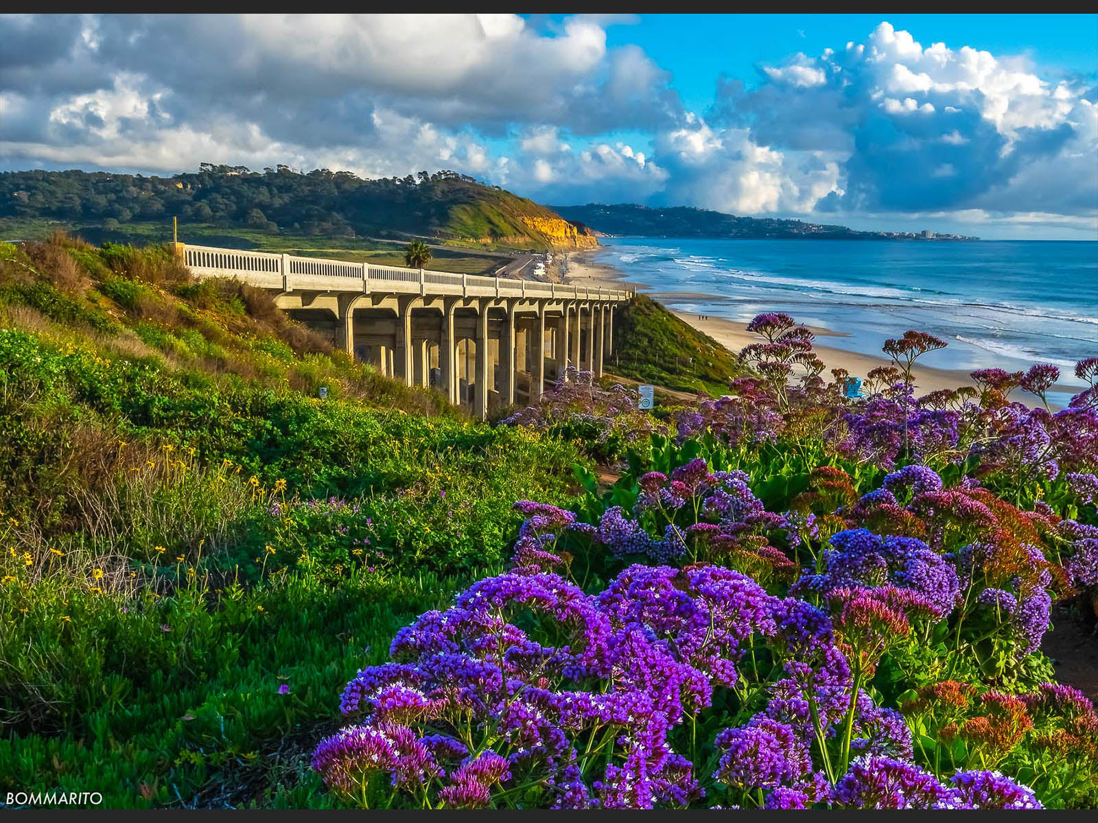Pacific Lavender