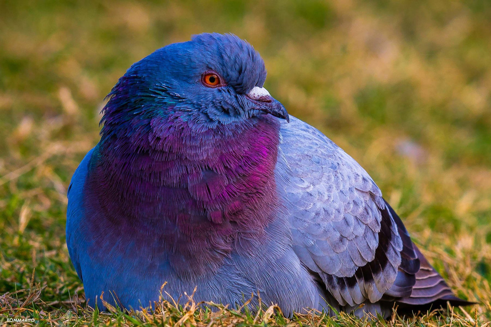Painted Pigeon