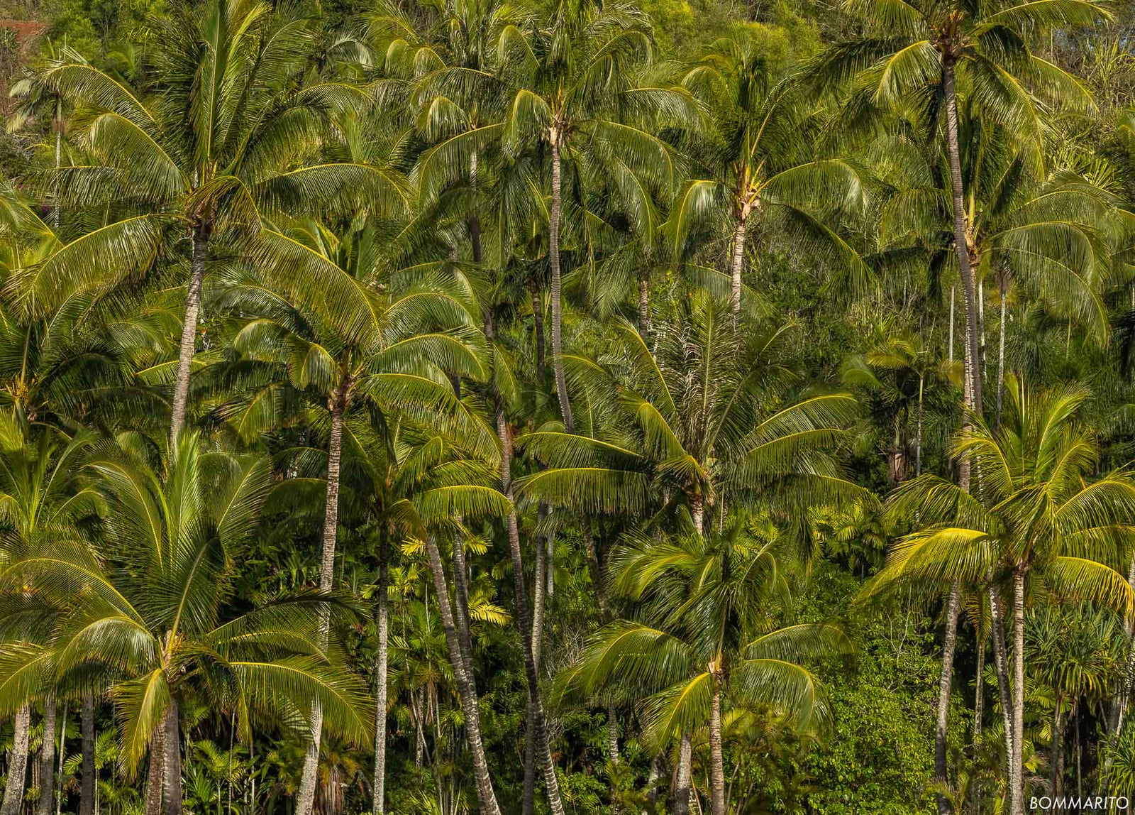 Palm Garden