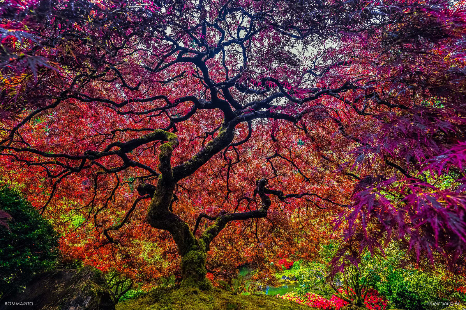 Peace Tree
