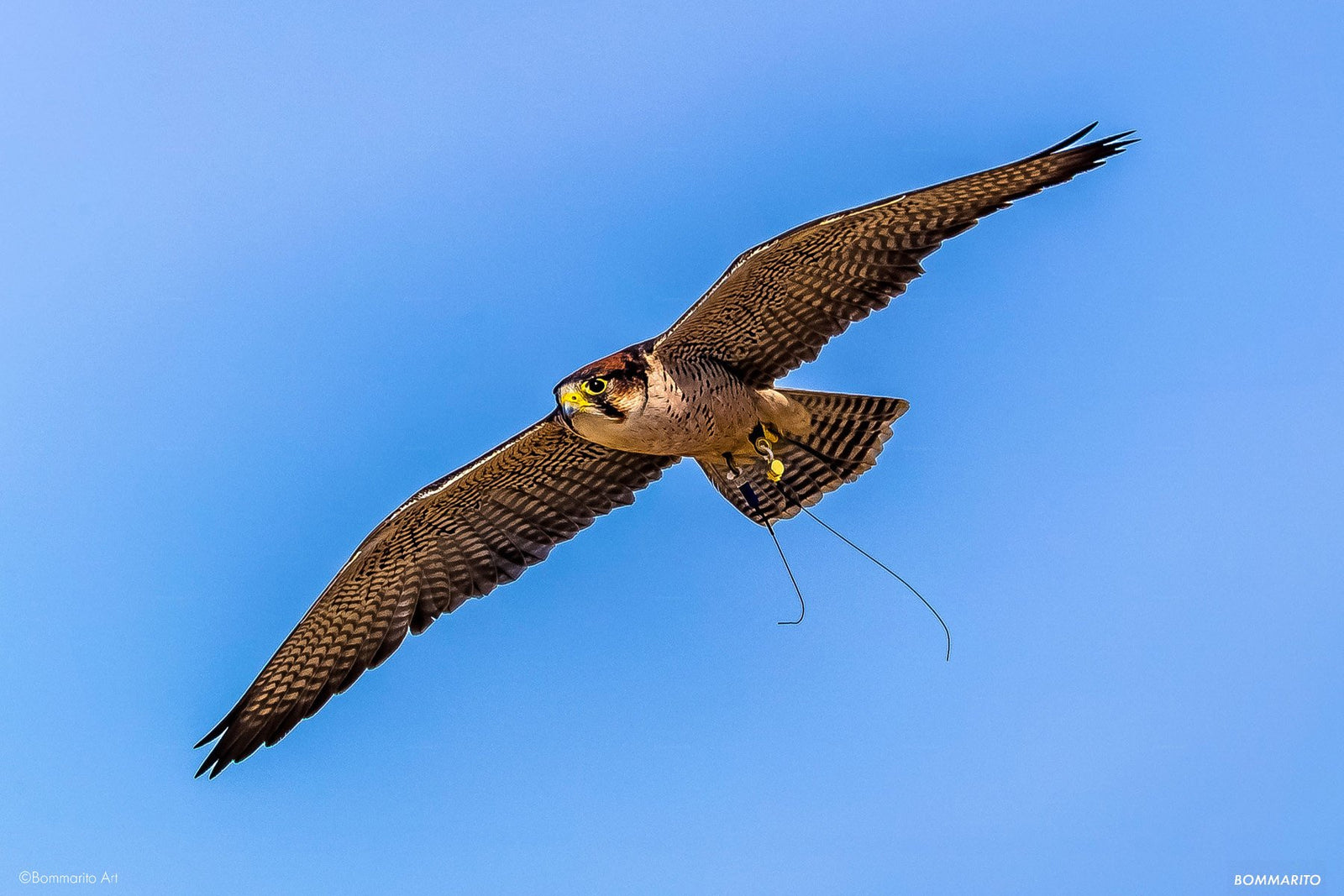 Peregrine in Flight