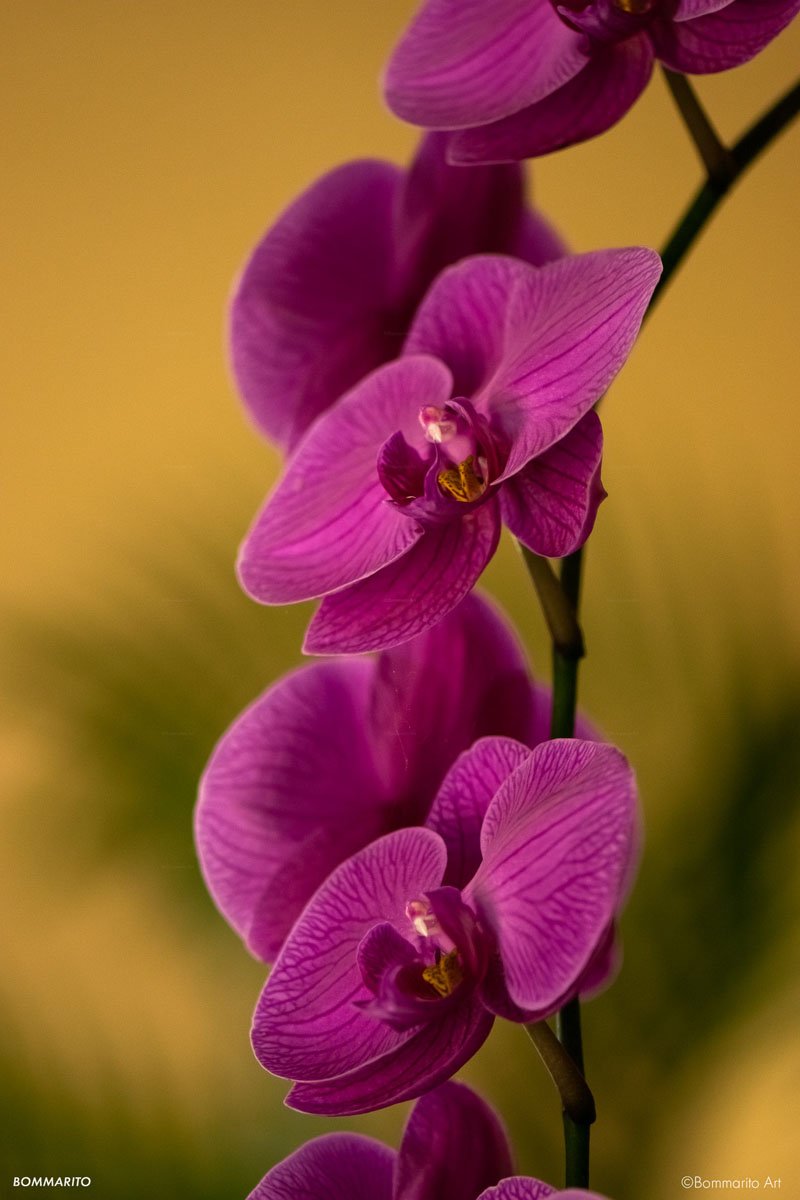 Pink Orchids