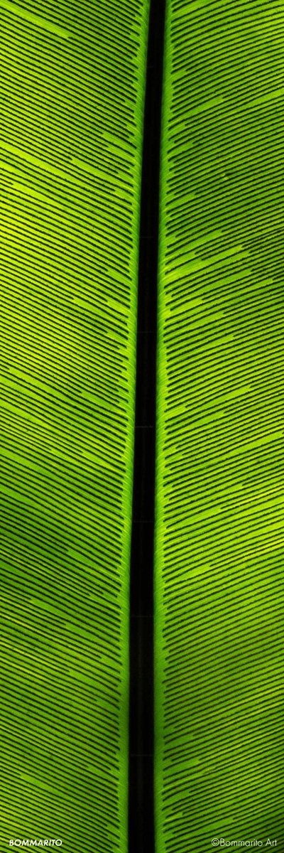 Plant Life