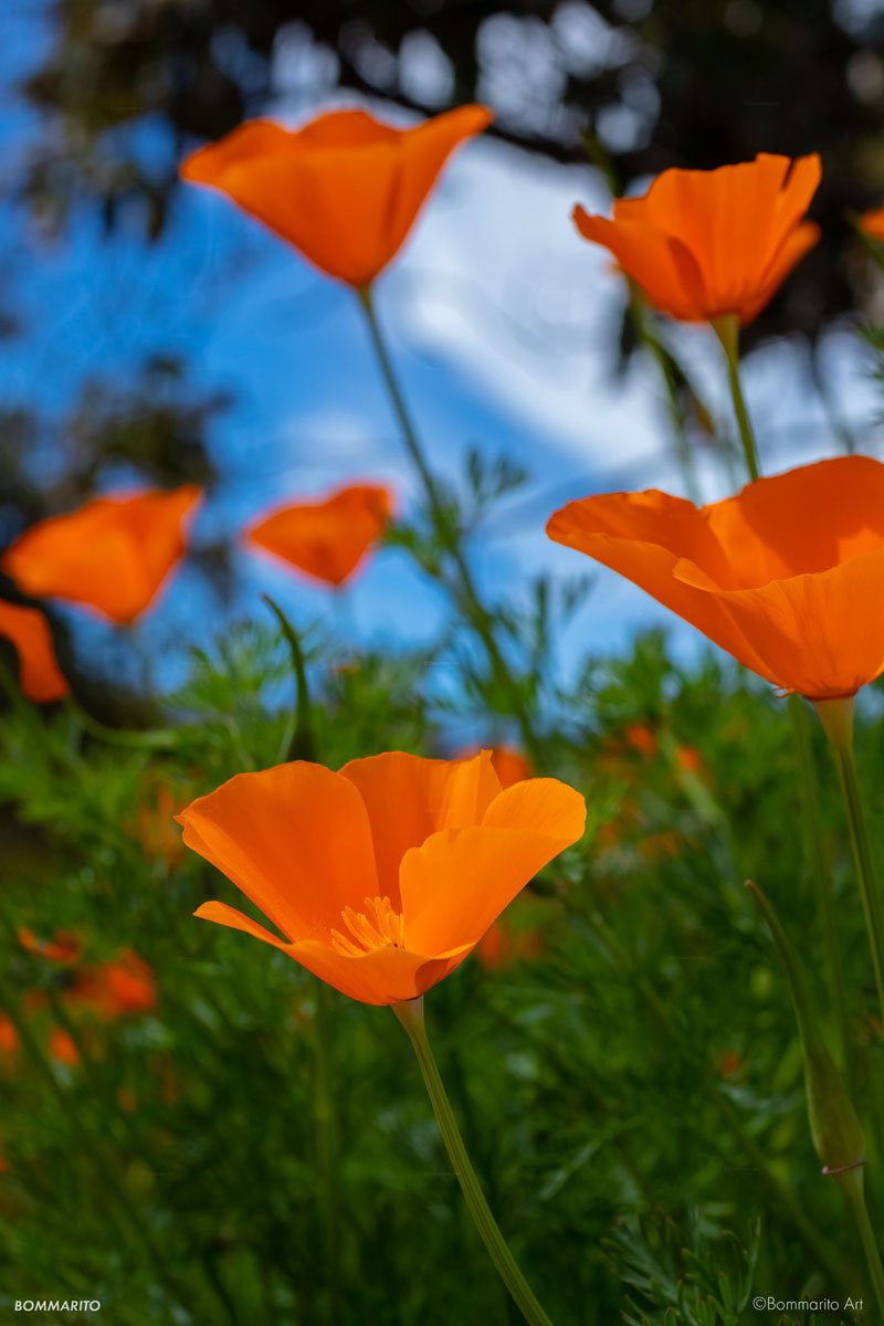 Poppy Field