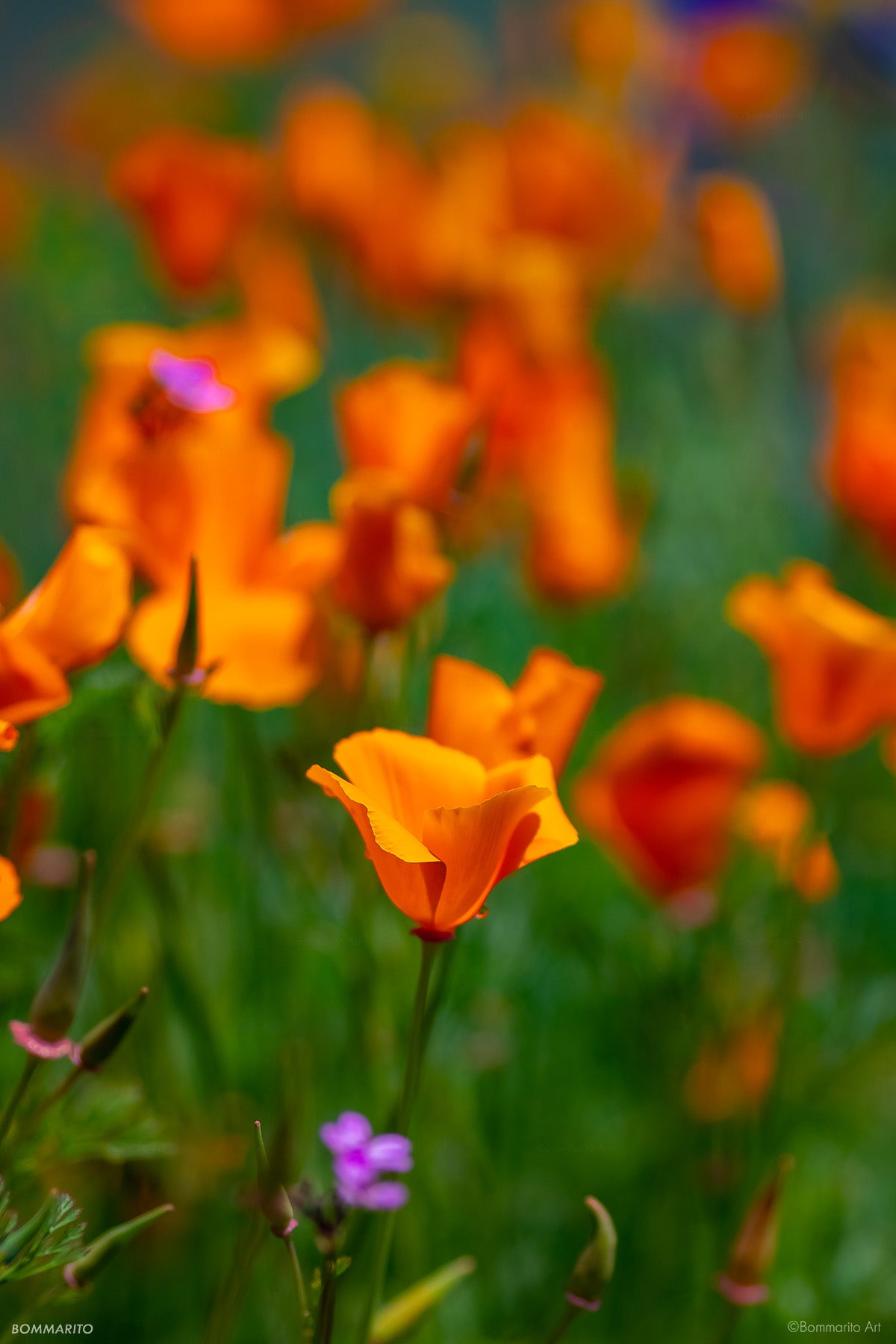 Poppy Superbloom