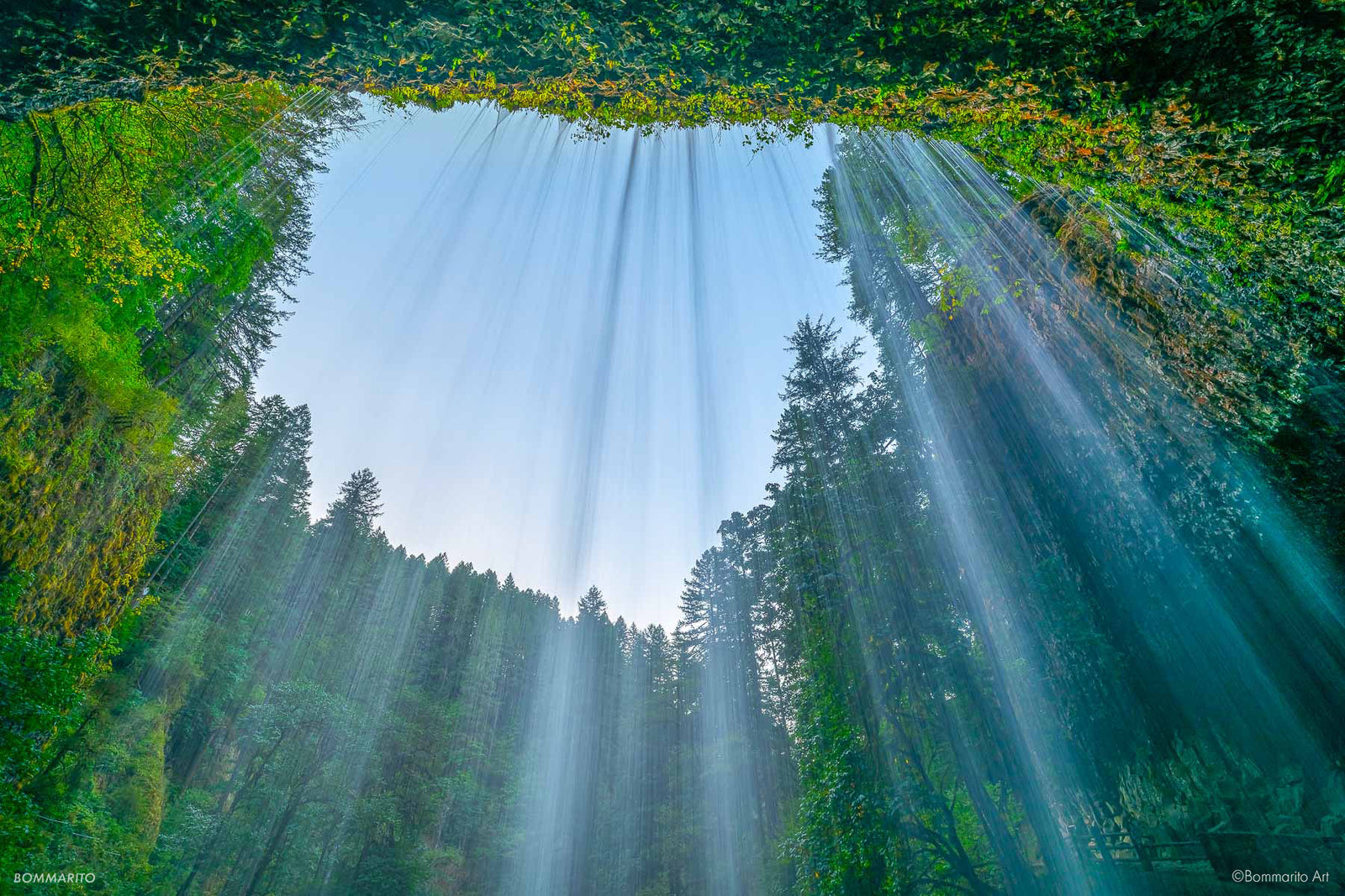 Rainforest Zen