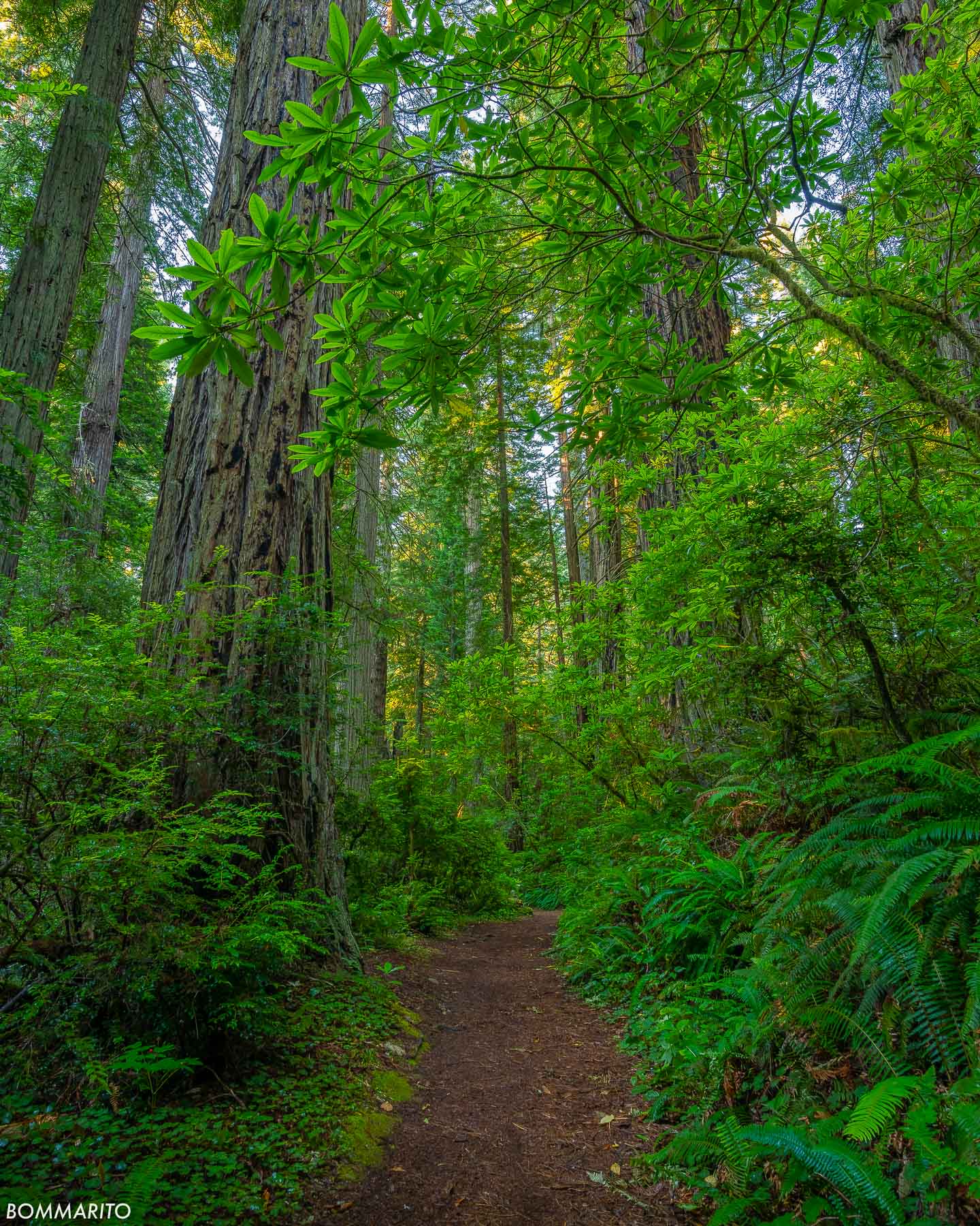 Redwood Forest