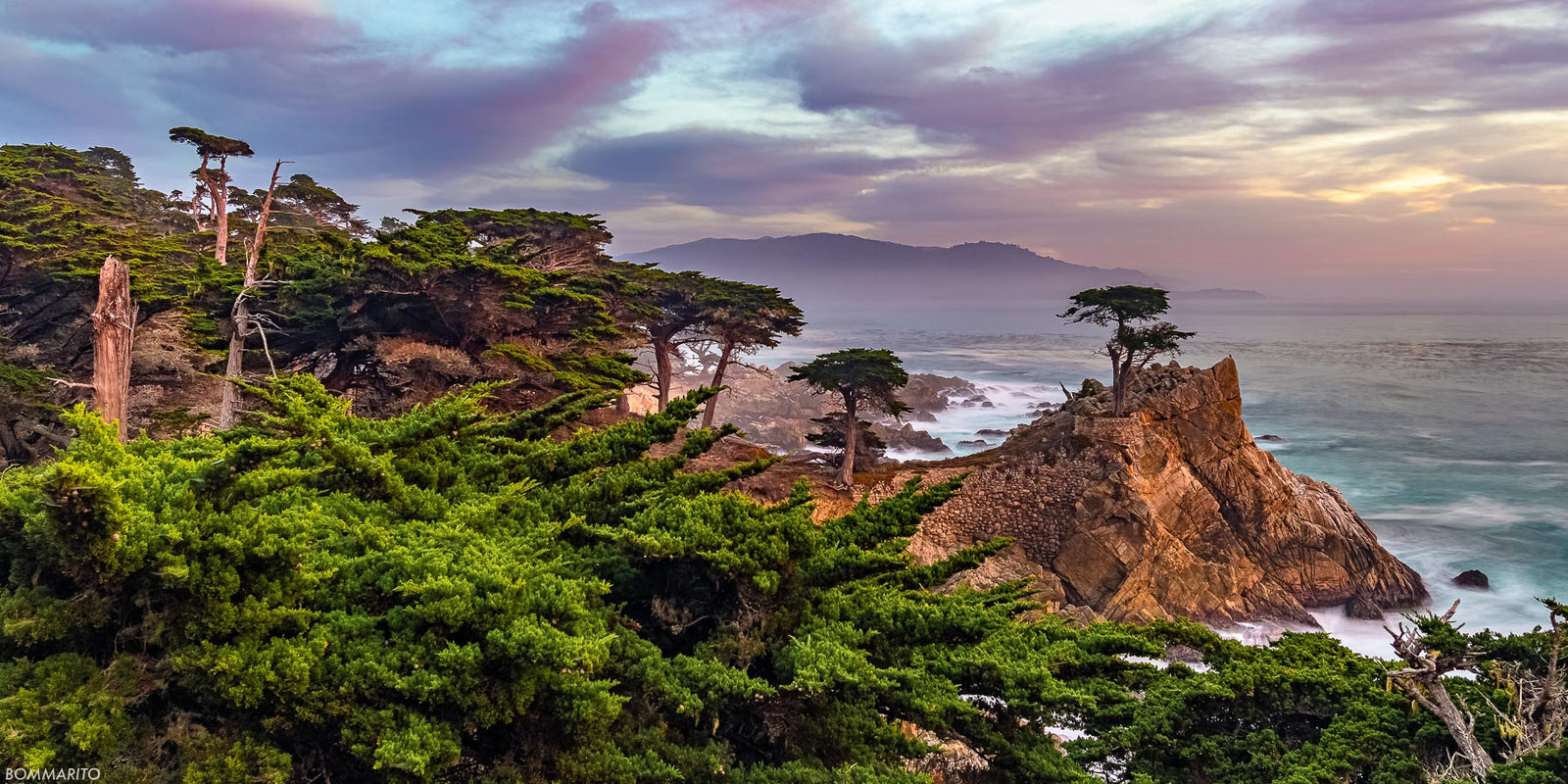 Sea Forest