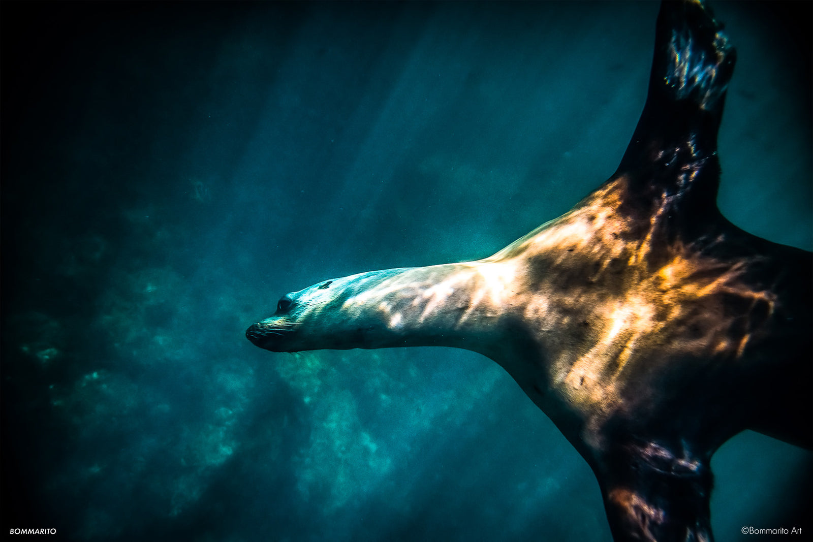 Sea Lion Reef