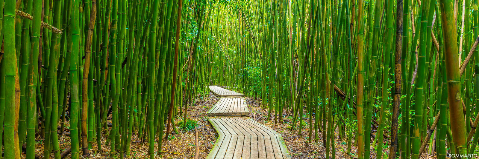 Silent Pathway