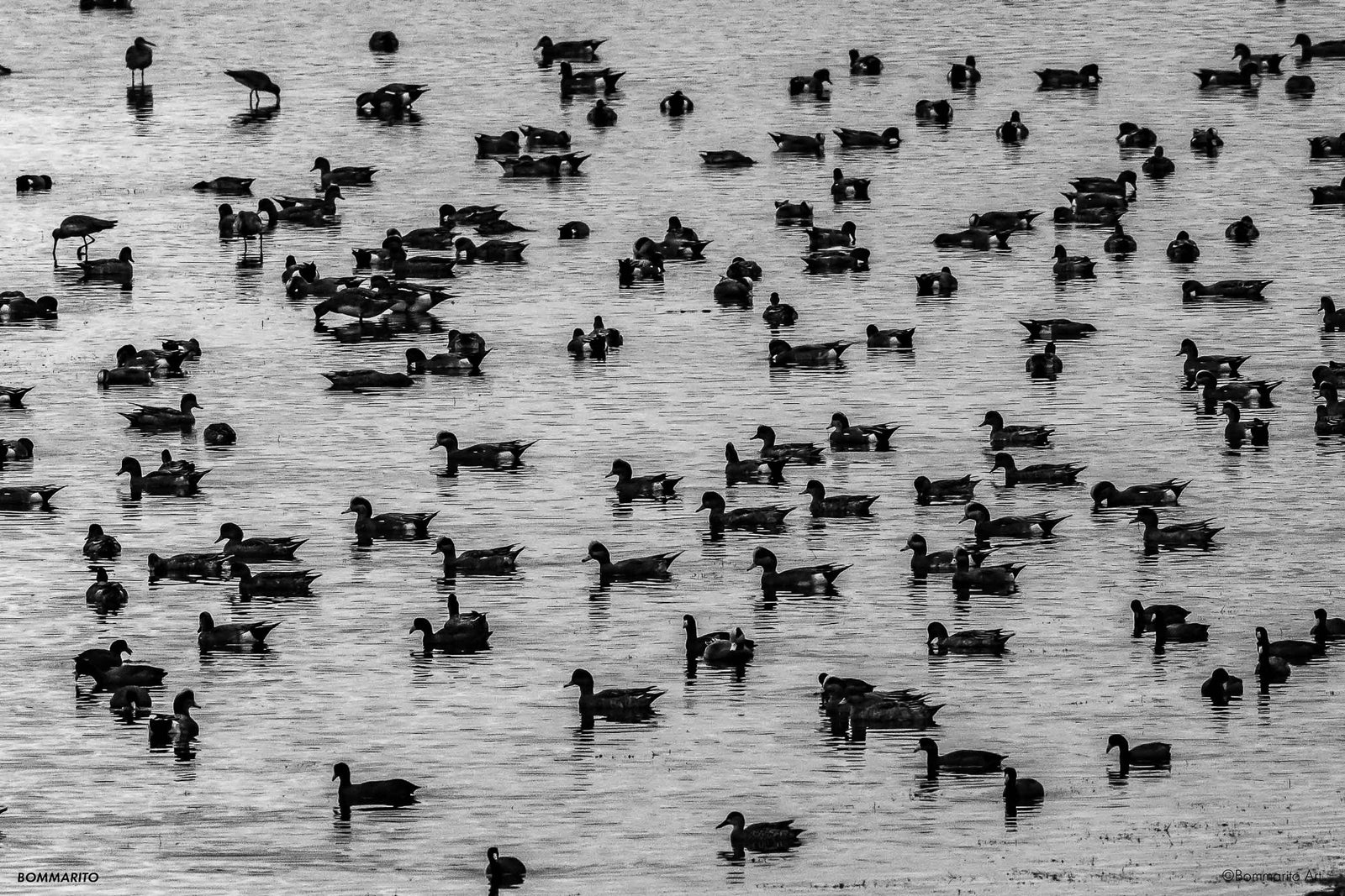 The Great Migration