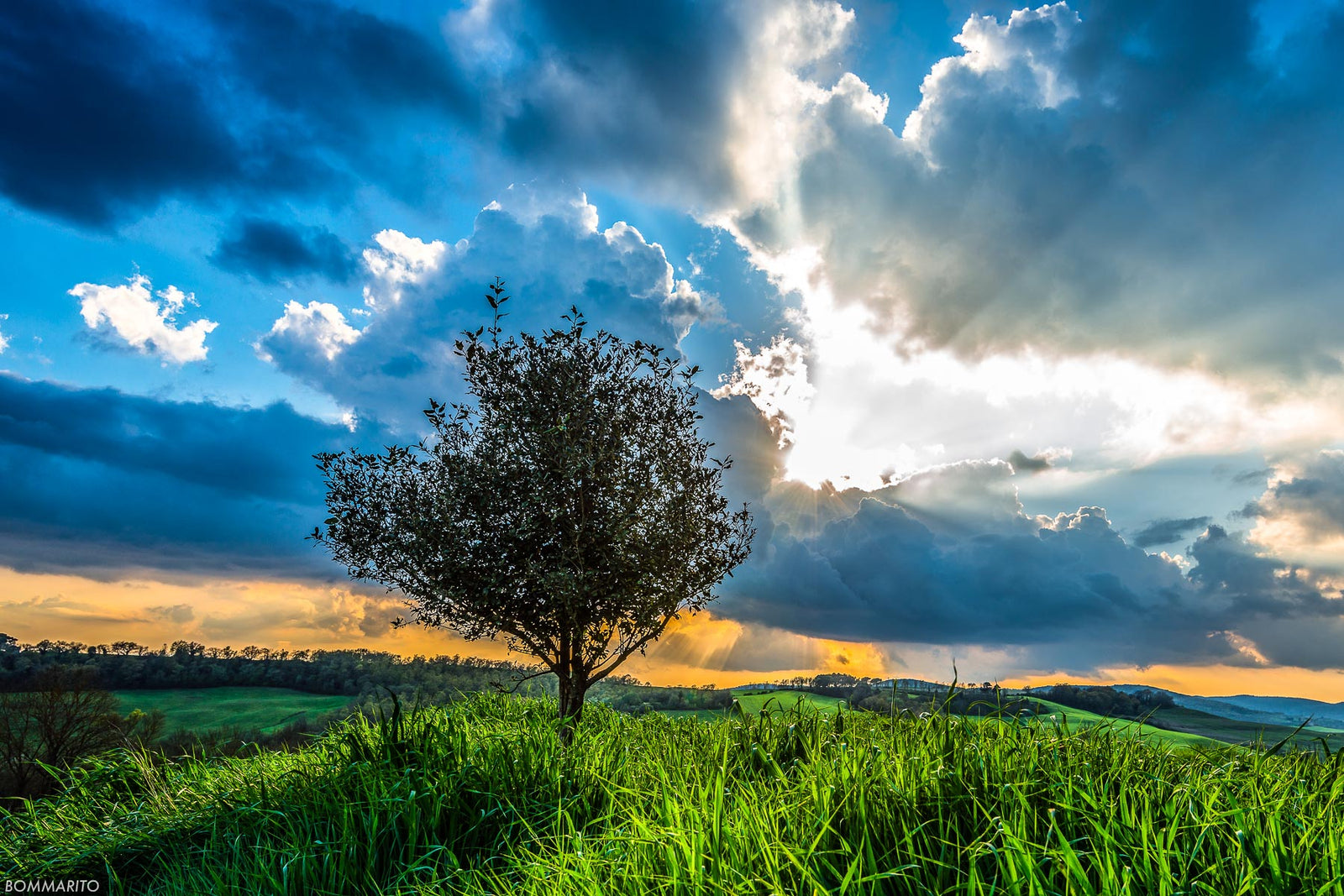 Tree of Tuscany