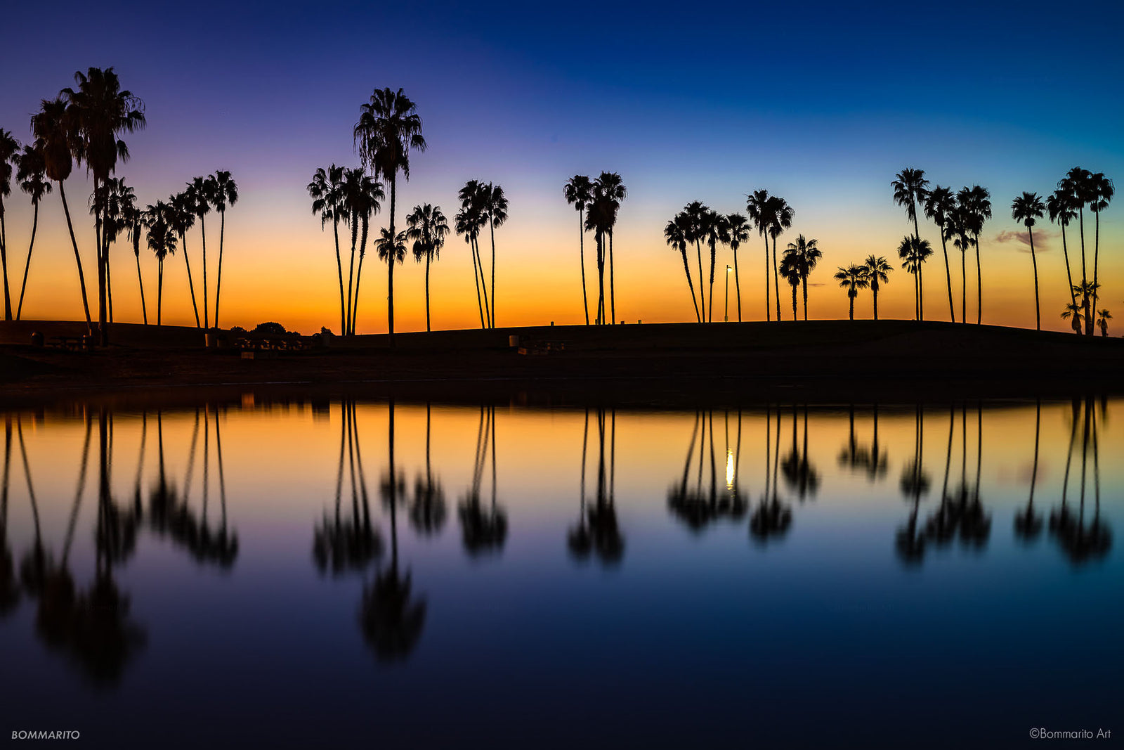 Tropical Palms