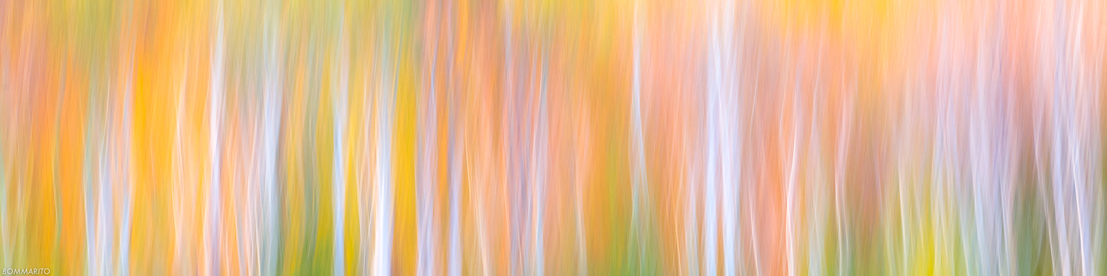 Vibrance of Autumn