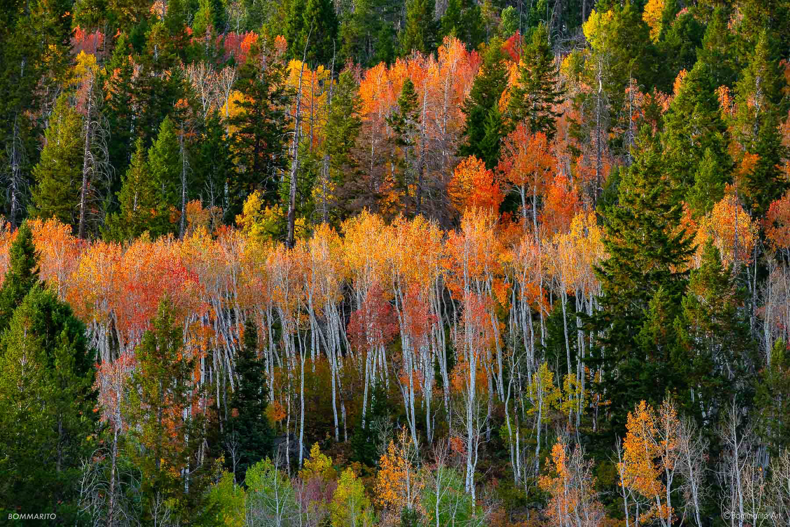 Vibrant Autumn