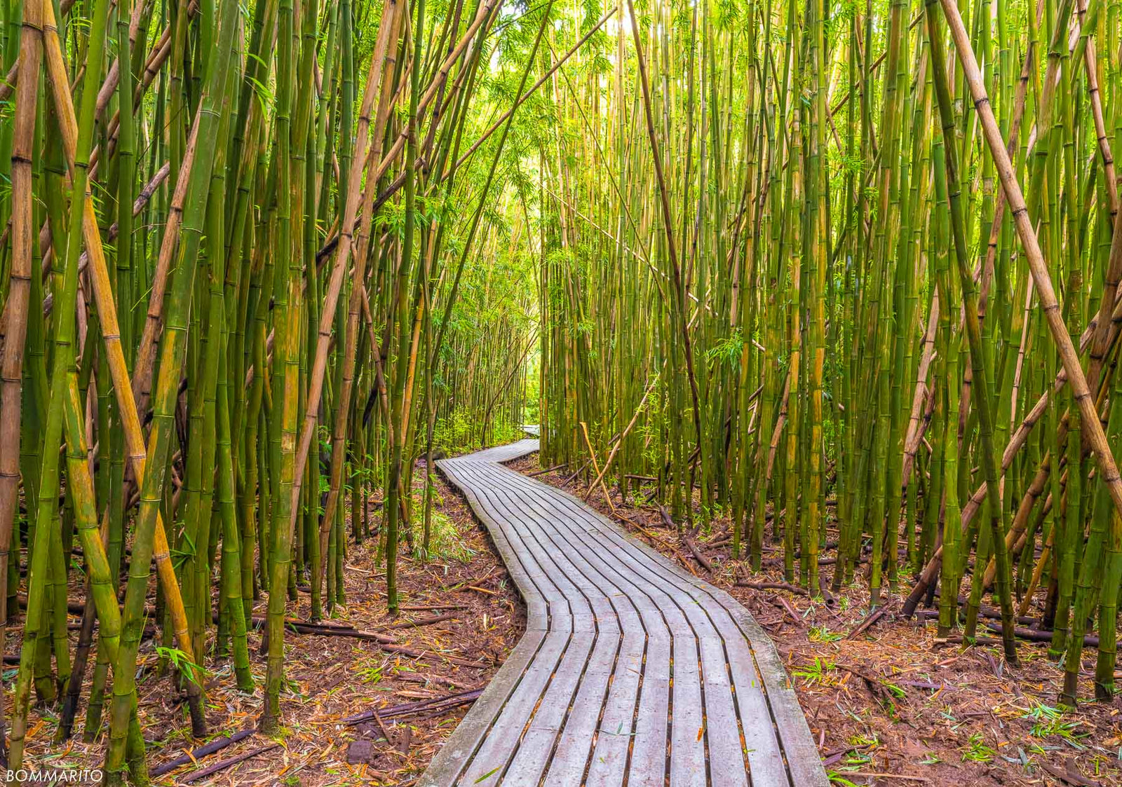 Rainforest Pathway
