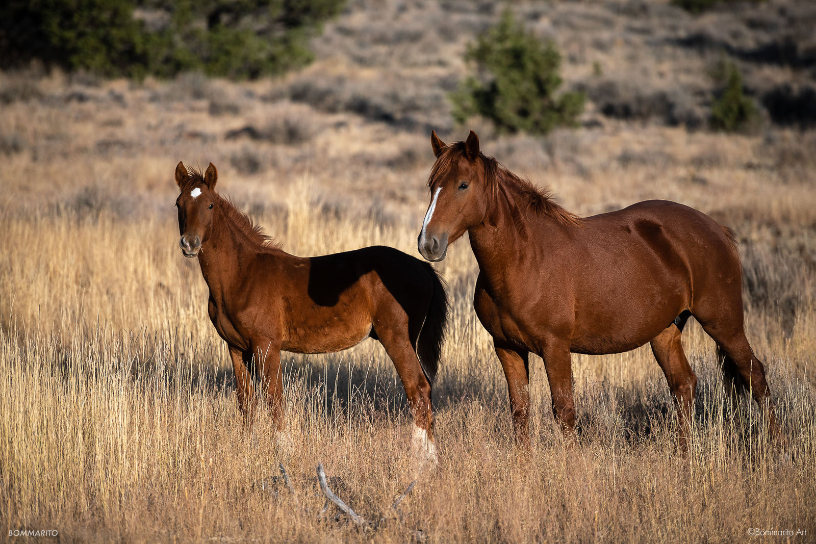 Wild Horses