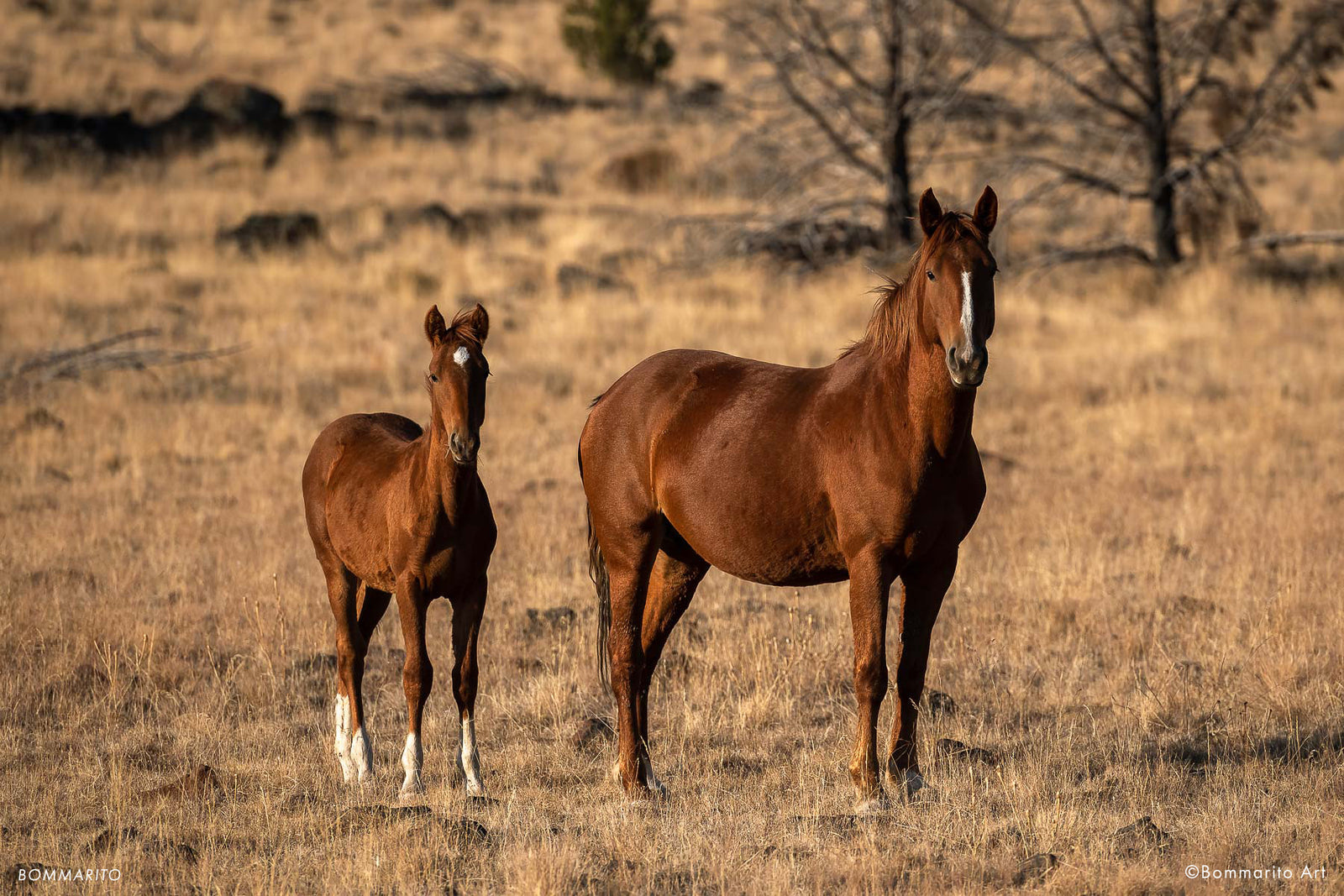 Wild Horses at Sunrise