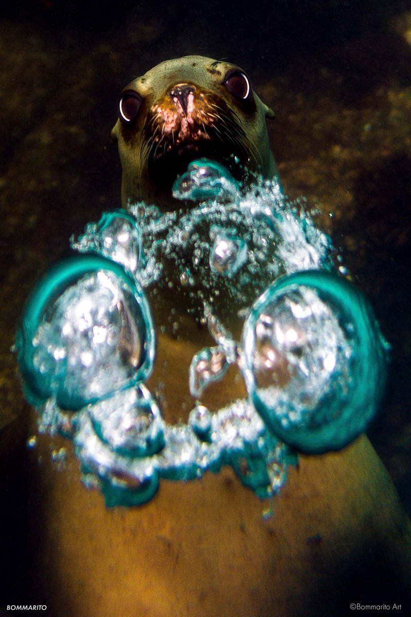 Wild Sea Lion