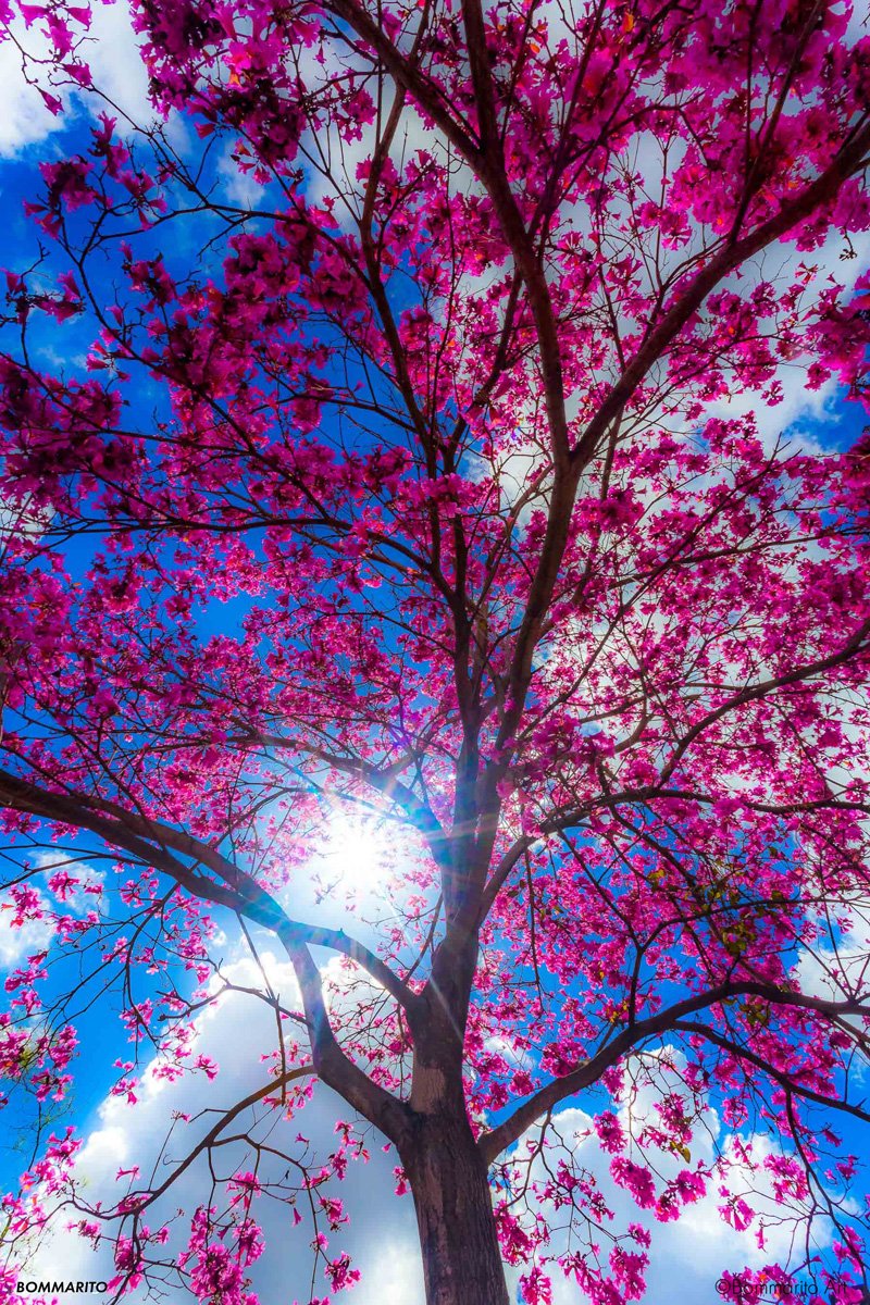 Wishing Tree
