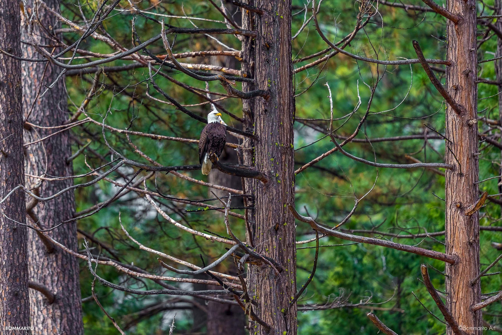 Yosemite Bald Eagle