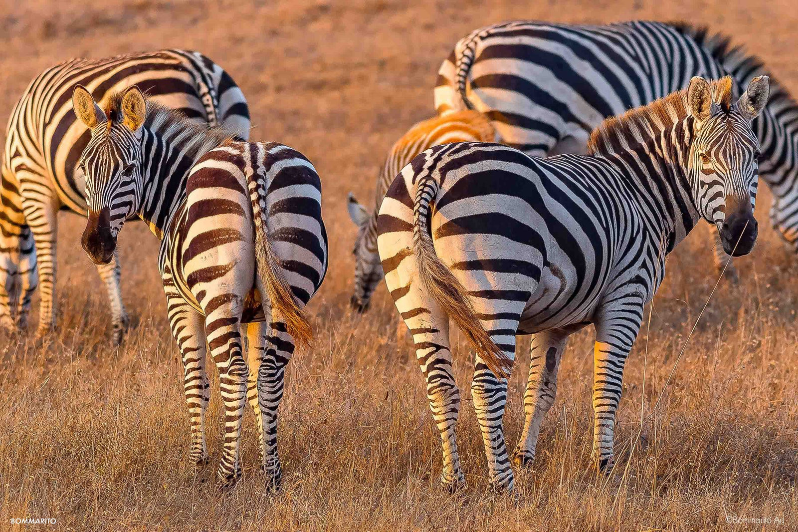 Zebra Duo