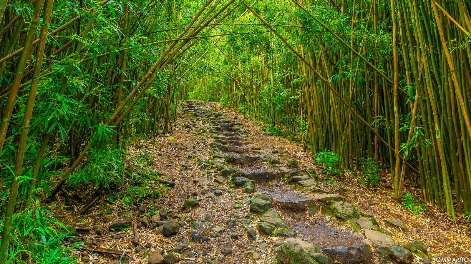 Zen Forest