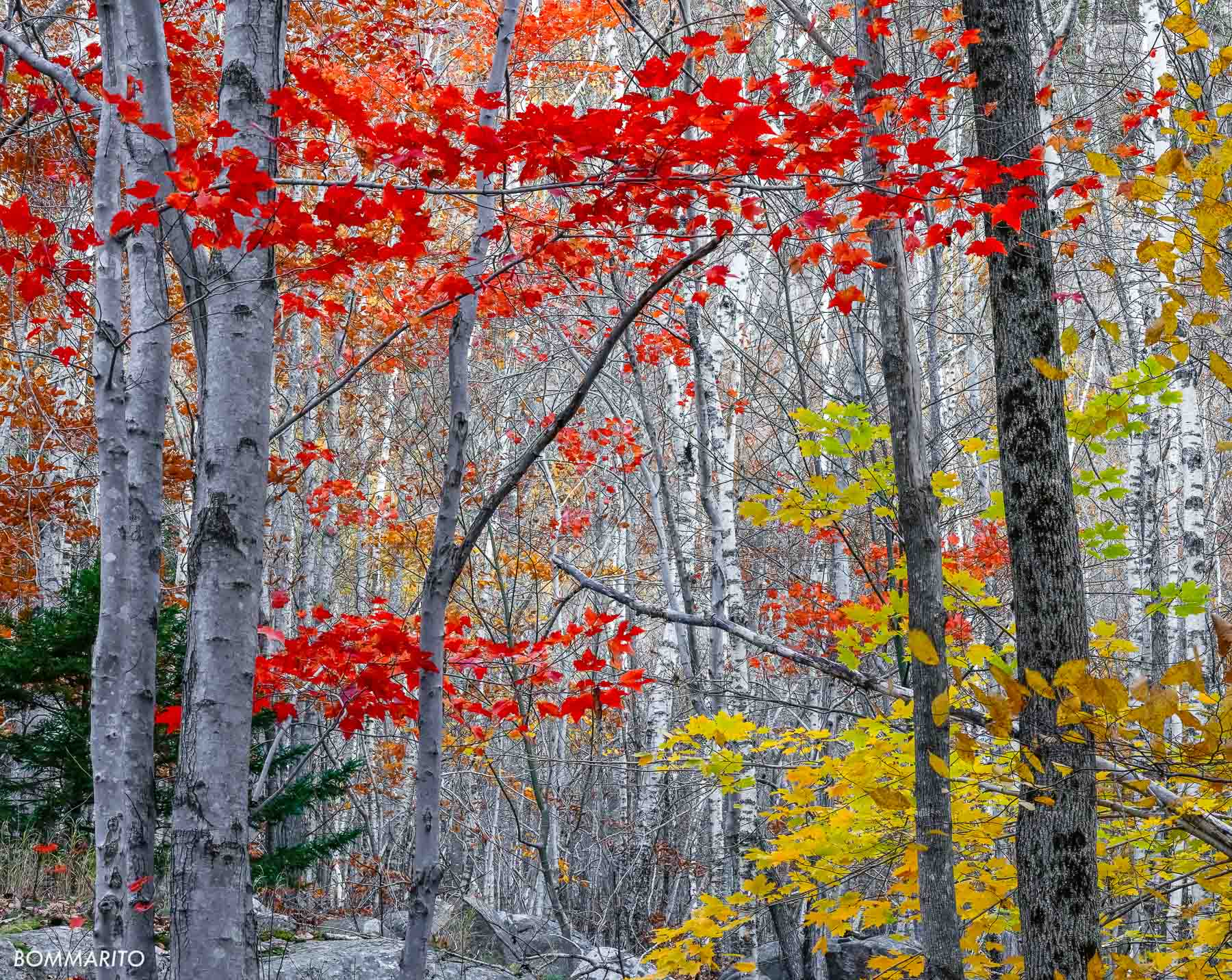 Autumn in Acadia