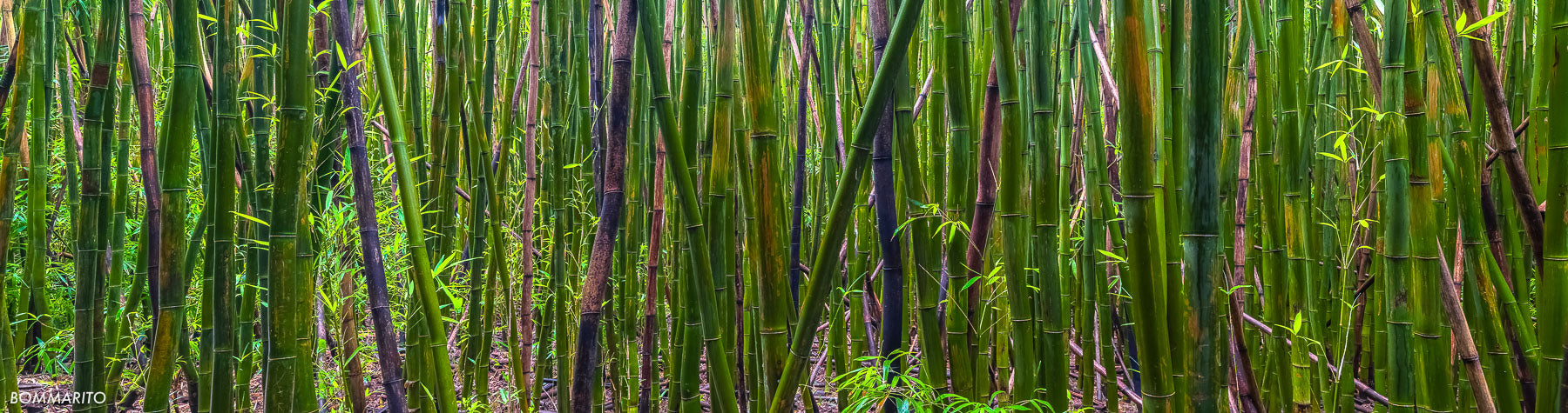 Bamboo Zen