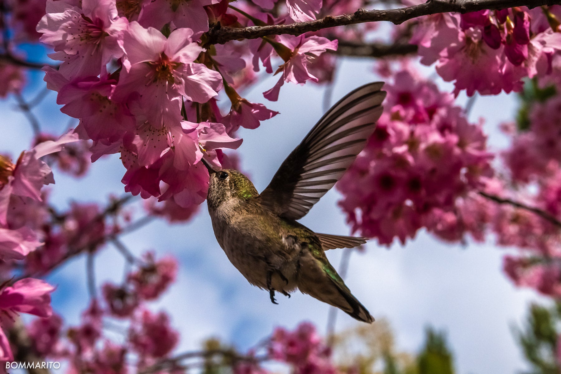 Hummingbird & Cherry Blossoms
