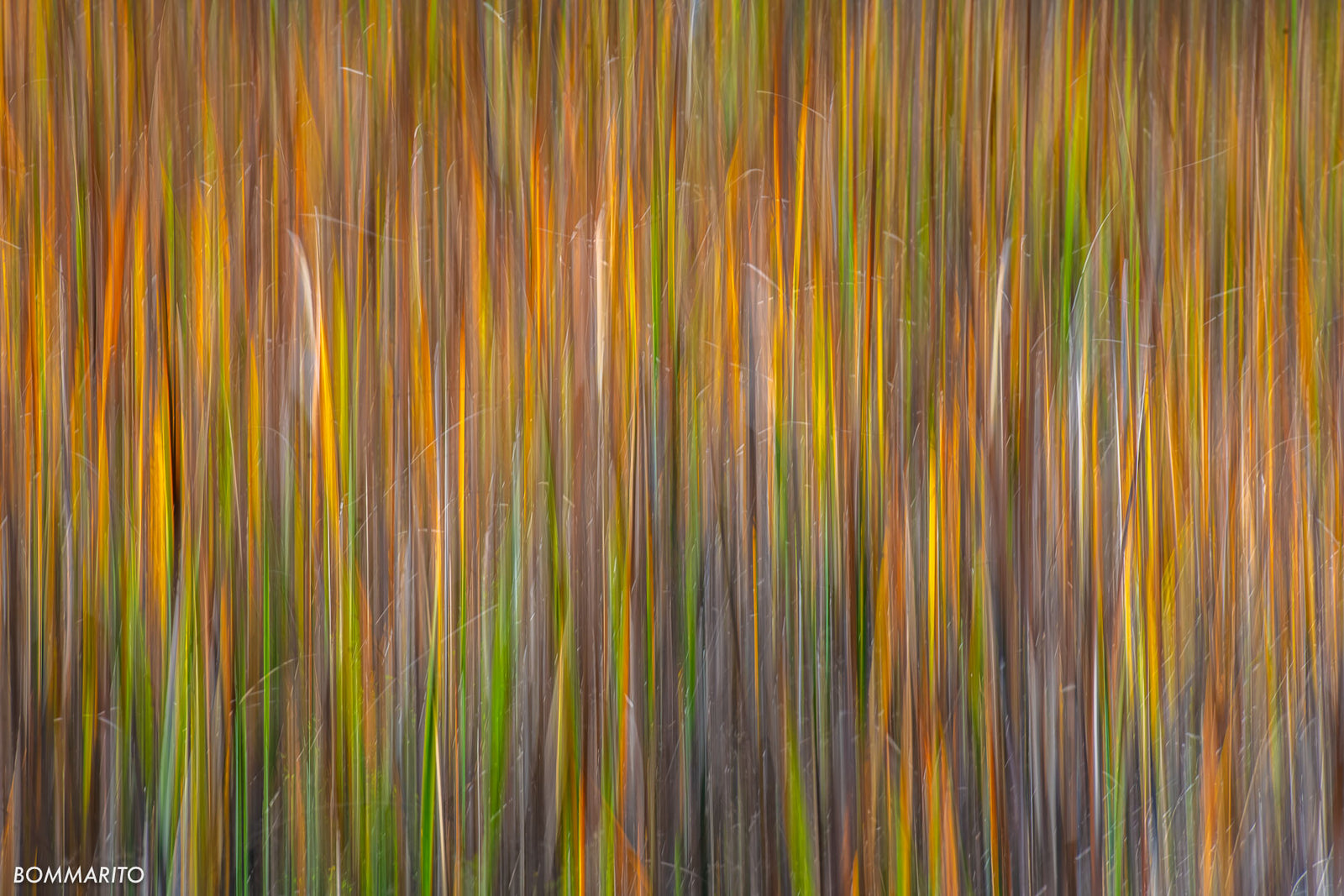 Brushstrokes of Autumn