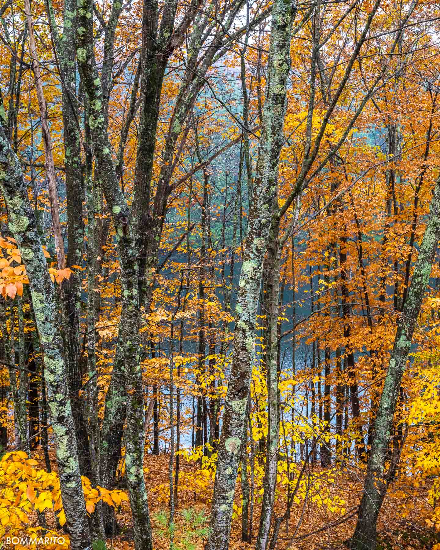 Autumn Forest