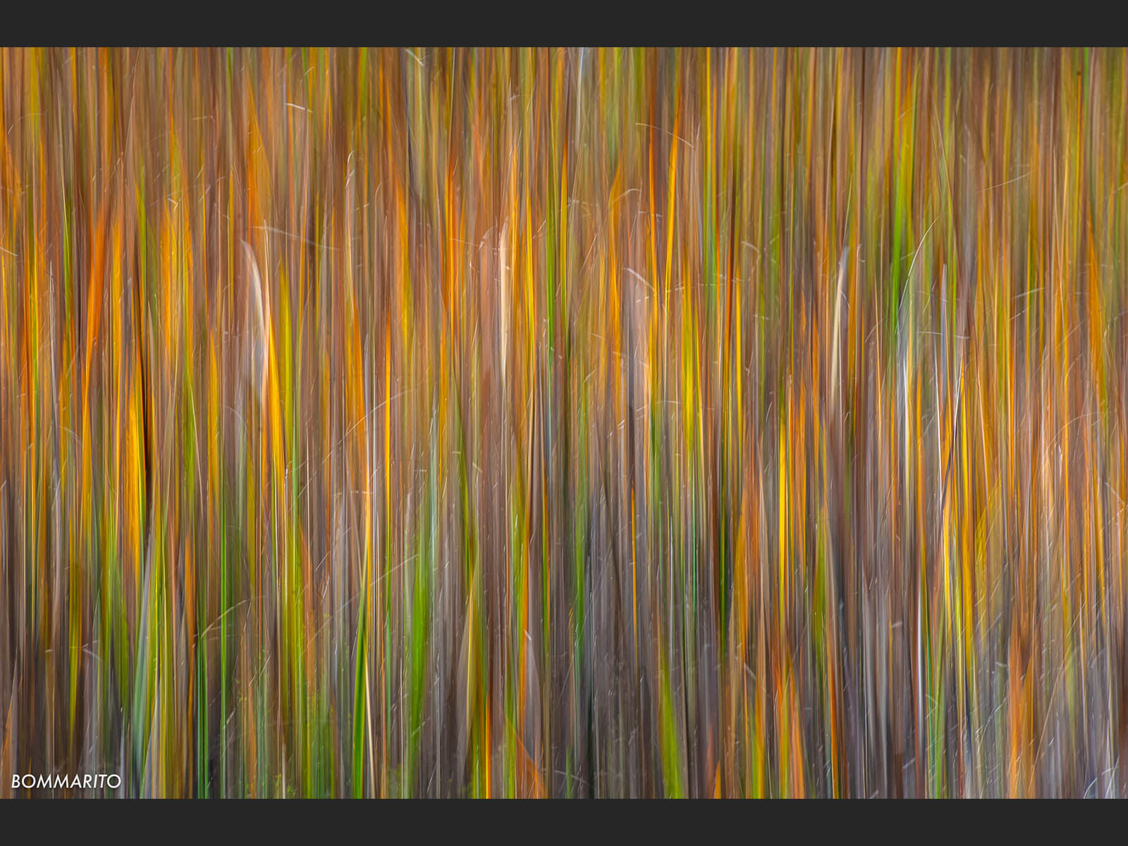 Brushstrokes of Autumn