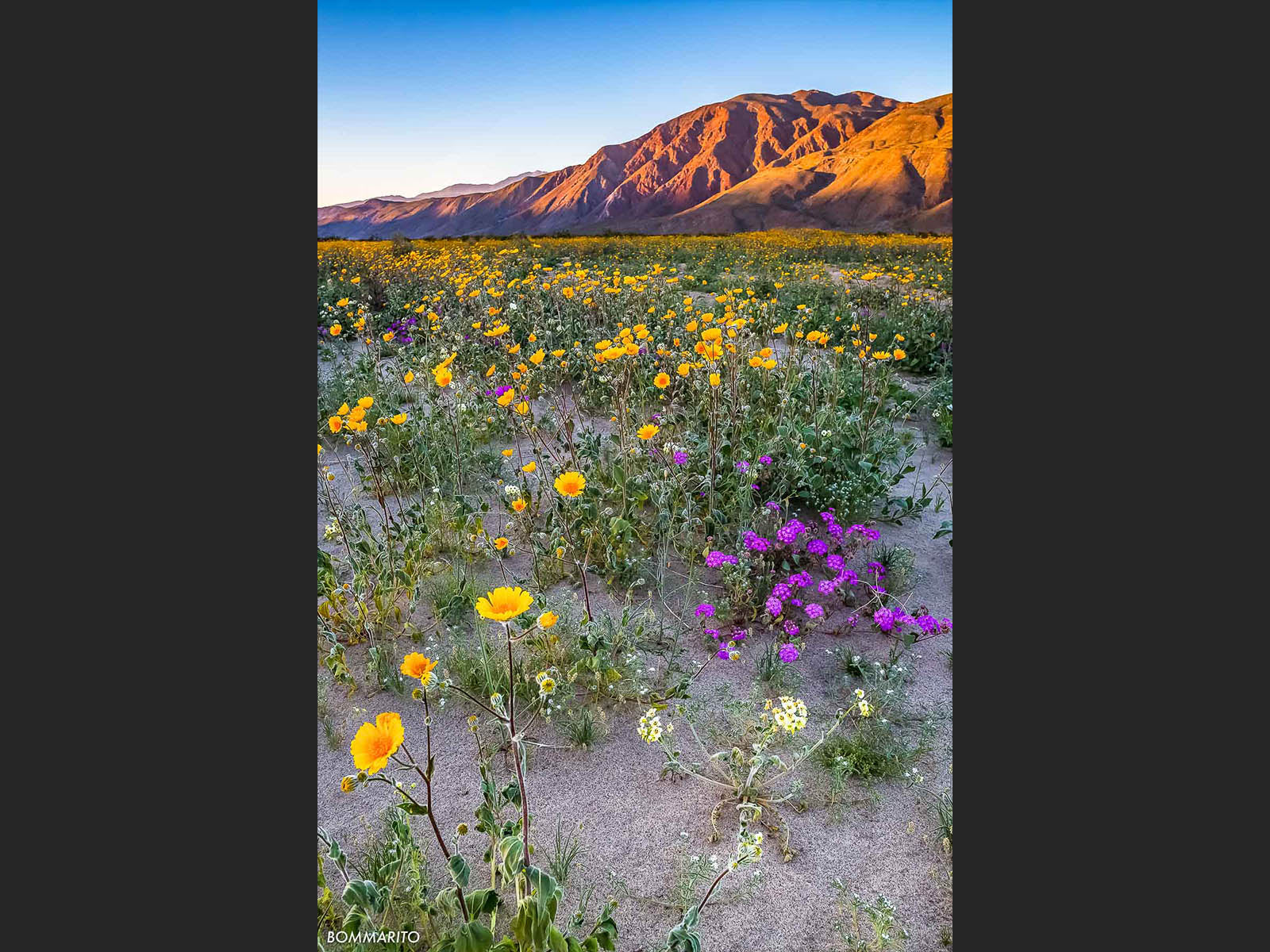 Desert Wildflowers