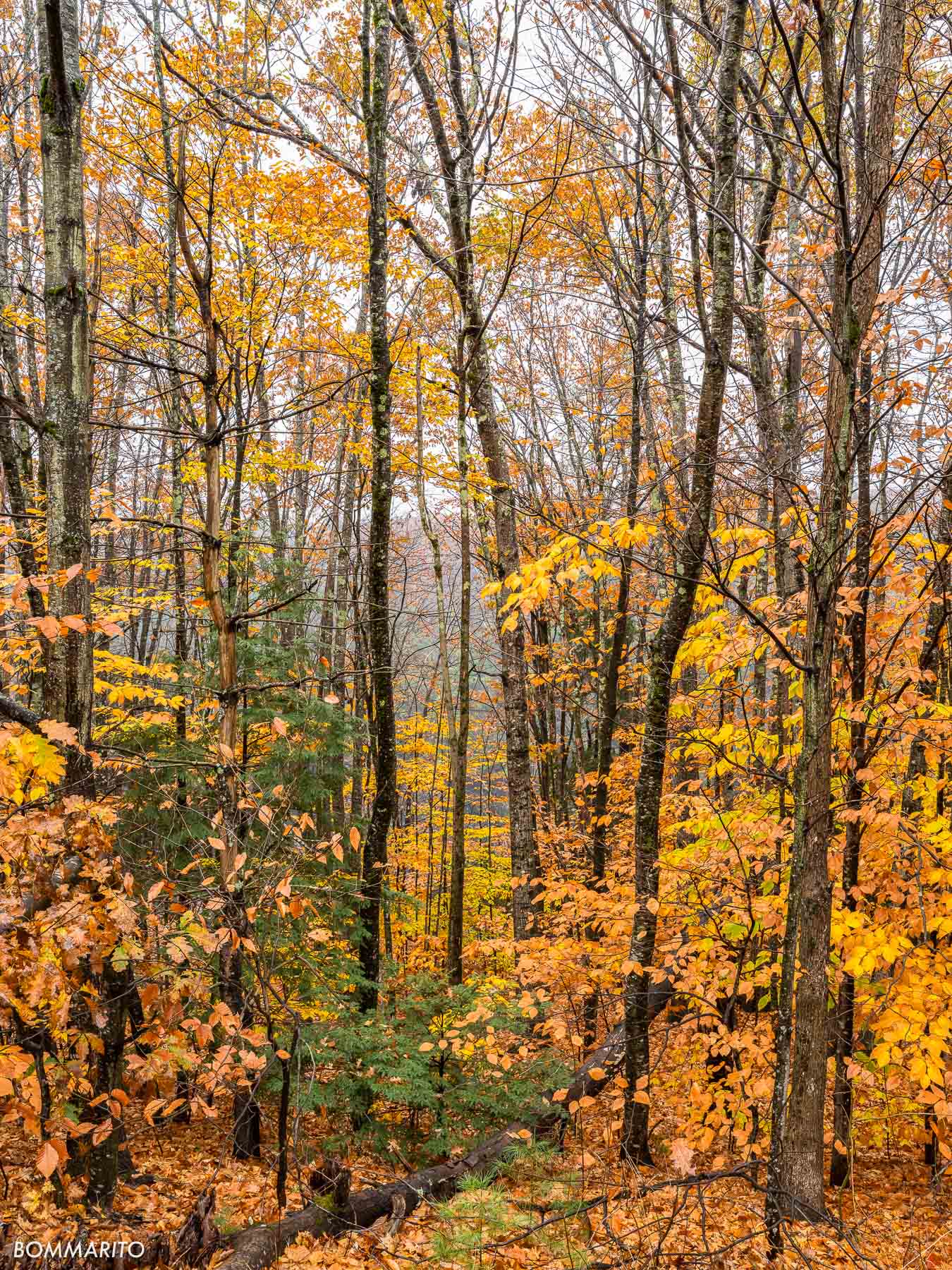 Golden Autumn