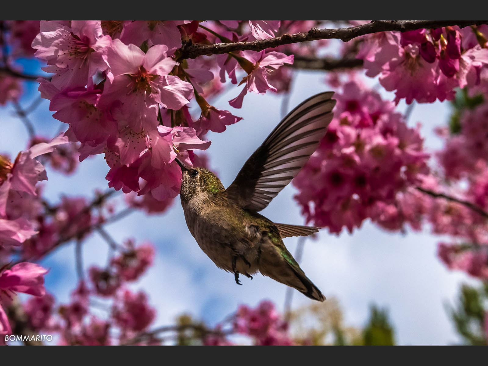 Hummingbird & Cherry Blossoms